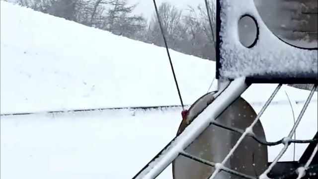 Майская метель в Магадане