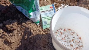 Высаживаю капусту, что в этом году добавляю в лунку