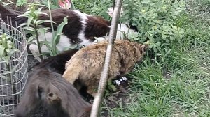 Кошки и золотой корень