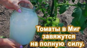 Подкормка томатов в июне: чем удобрить помидоры для роста, завязей и крупных плодов