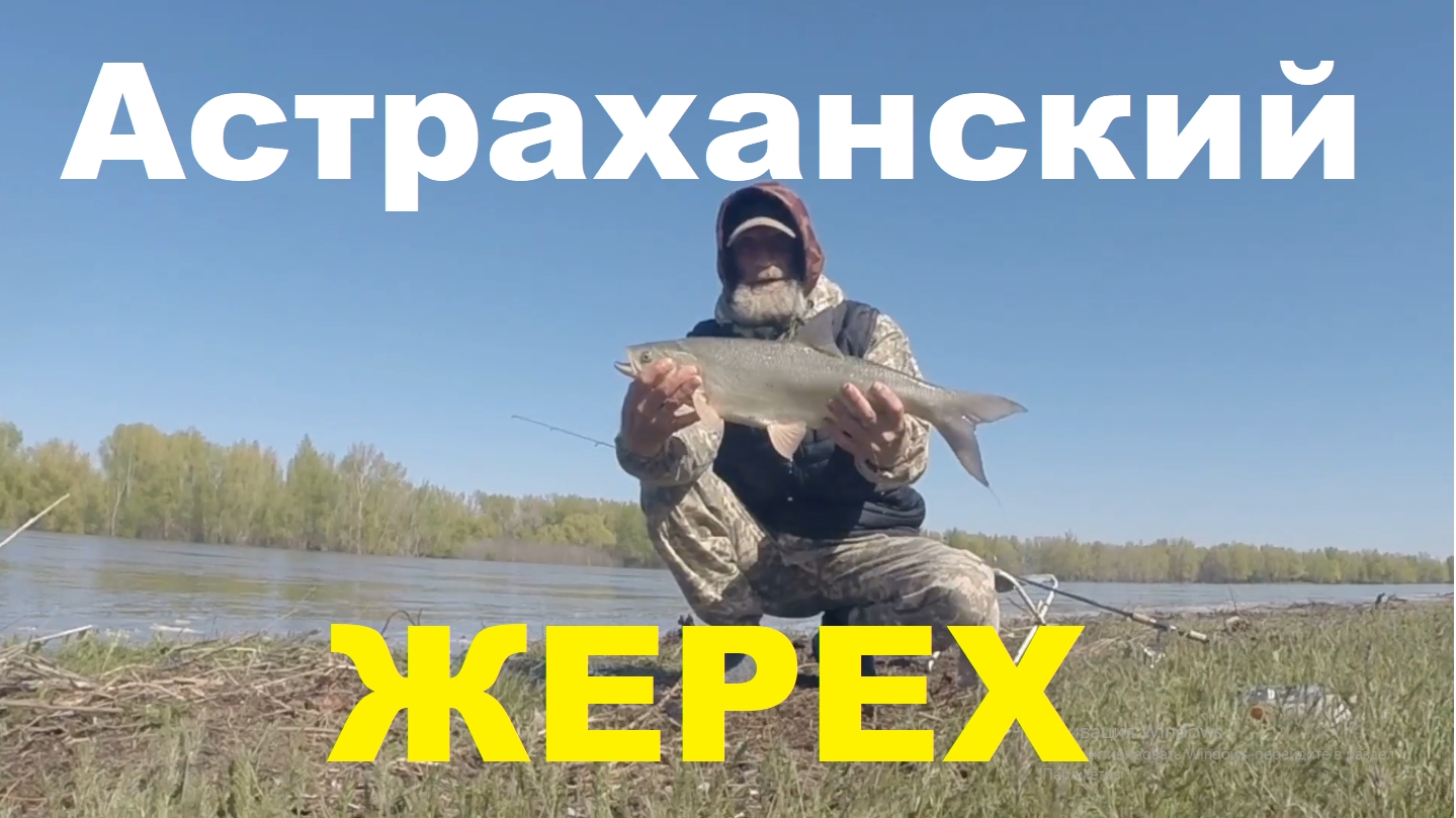 Астраханский Жерех! Ловим.
