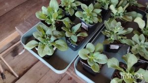 Работа кипит/продажи полным ходом/не время торопиться