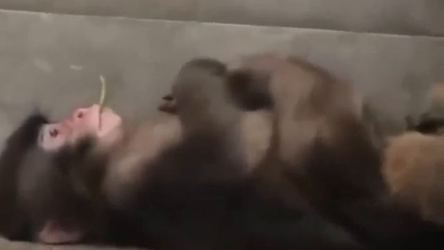 Видео от МЯУтаверс – как метавселенная, но с котами