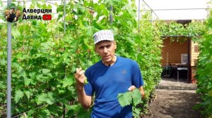 Почему желтеют листья винограда? Хлороз (07.07.2021) (Видеоблог Давида Алверцяна)