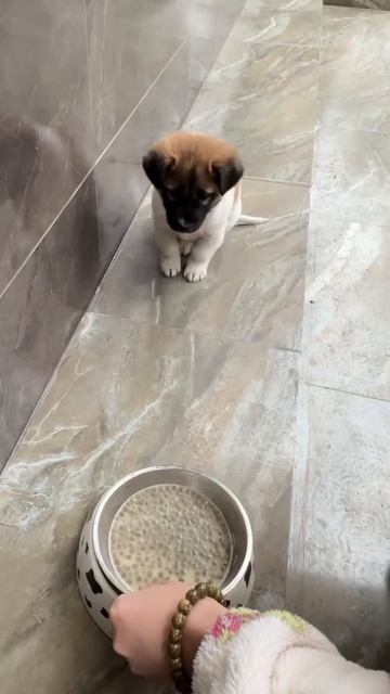 Video-86082881_456255798