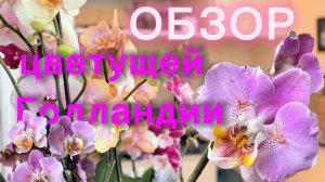 ОРХИДЕИ ПРОДАЮ! Симферополь. Много красоты