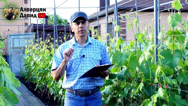 Как остановить жирование кустов винограда? (21.06.2022) (Видеоблог Давида Алверцяна)