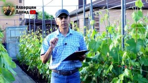 Как остановить жирование кустов винограда? (21.06.2022) (Видеоблог Давида Алверцяна)