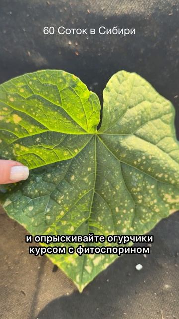 1 ЛОЖКА НА ВЕДРО ВОДЫ и ОГУРЦЫ БУДУТ ЗДОРОВЫЕ, НЕ ГОРЧАТ и собирайте урожай ведрами!
