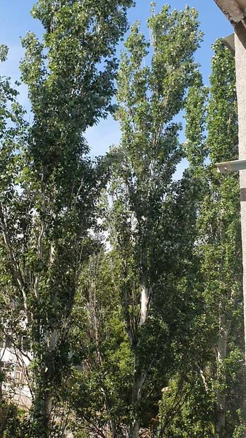 ПОГОДА