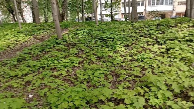 .Клёники смотреть онлайн