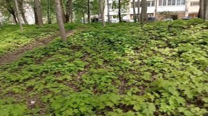 .Клёники