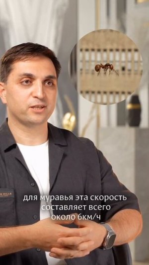 Почему муравей не разобьётся, если упадёт с небоскрёба
