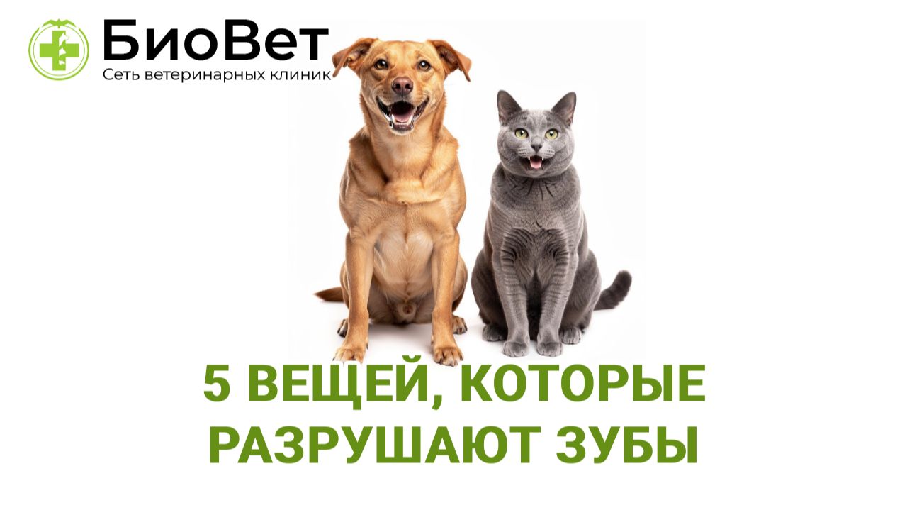 5 вещей, которые разрушают зубы вашего питомца смотреть онлайн