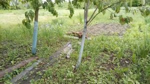 Бутерброды с утра запекли! Дед 👴такой секой скосил мне боярышник! Пасмурно и холодно! Юг России🌴.