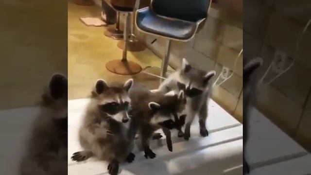 Милые животные♥