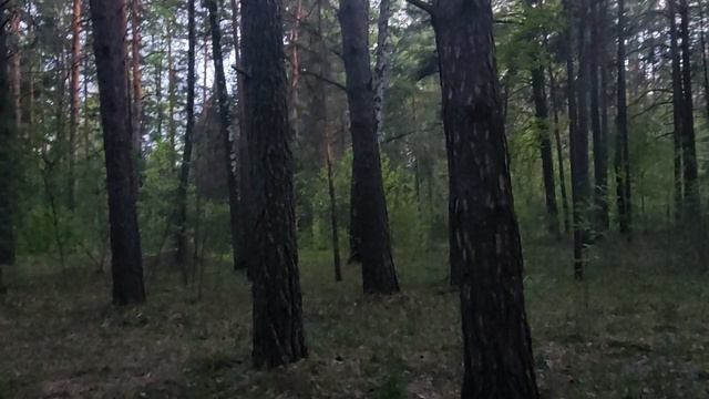 Из леса: российское терпение размывает русофобские фундамент Европы или почему мы не отвечаем 🤔
