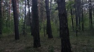 Из леса: российское терпение размывает русофобские фундамент Европы или почему мы не отвечаем 🤔