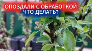 Не успели опрыскать до цветения? Как провести обработку яблони от болезней и вредителей  в конце мая