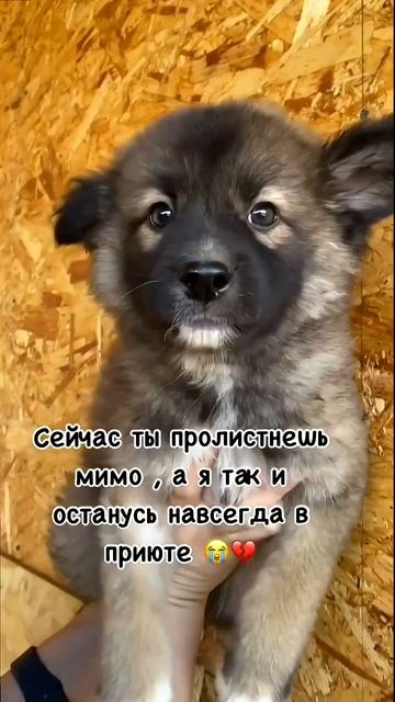 Клип @meowtaverse