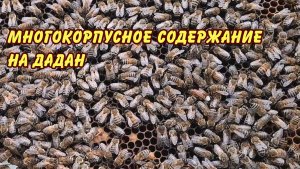 пчеловодство, многокорпусное содержание на дадан