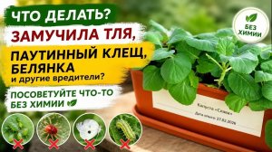 Безопасно, проверено! Бей вредителя!