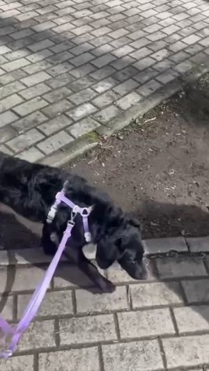 Милый щенок Кай ищет дом собака в дар❤️