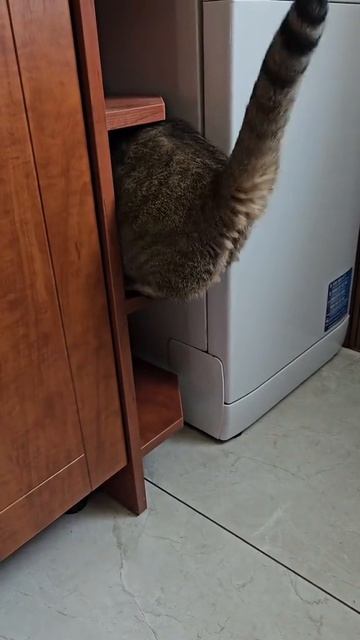 Храбрый мохнатый жёп