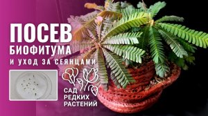 Посев биофитума. Уход за сеянцами