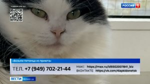 Кошки из Донецкого приюта «Пиф» ищут семью
