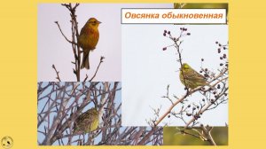 Овсянка, сэр! Обыкновенная. Песня овсянки