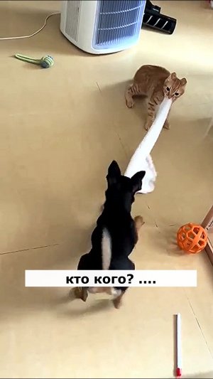 Щенок и кот. Астральные котики.#котик #нежность #юмор #прикол #шутка #позитив #настроение #отдых