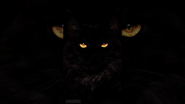 Noir Analog Demo-v.a.sh.