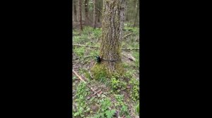 Фотоловушка в лесу: полгода тишины и неожиданные гости