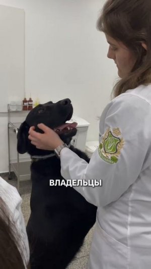 БОЛЬНИЧНЫЙ ПО УХОДУ ЗА ЖИВОТНЫМ?