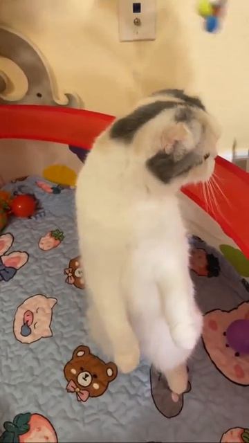 Клип @meowtaverse