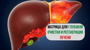 Как Восстановить Печень За 21 День? Матрица «Квантовое Восстановление Печени»