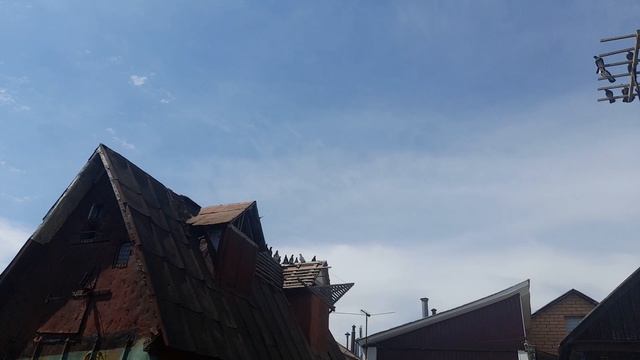 Николаевские голуби 48 RUS
