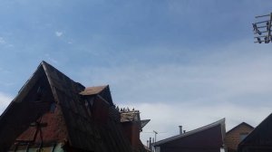 Николаевские голуби 48 RUS