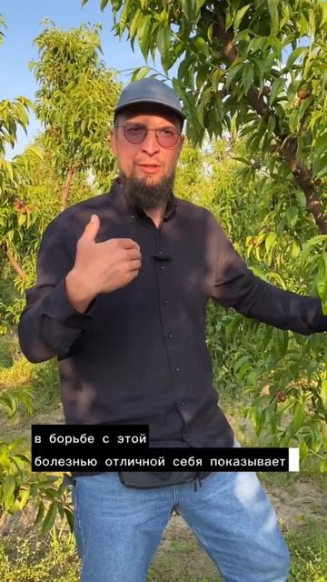 Черные пятна и дырки на листьях.