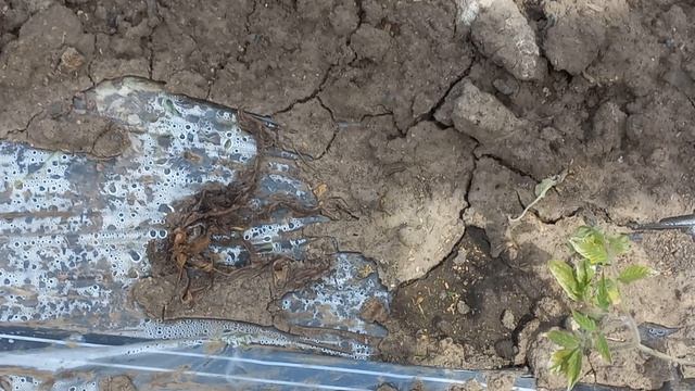 ПОЧЕМУ ЖЕЛТЕЕТ ПОМИДОРЫ.