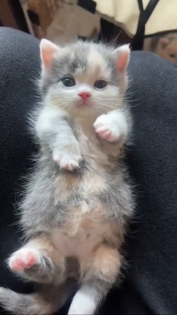 Клип @meowtaverse
