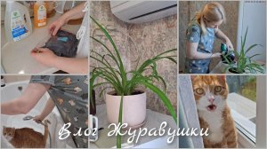 Теперь чистые🐈|Пересадила цветы|Покупки|Журавушка