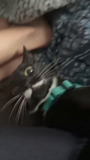 СМЕШНЫЕ КОТЫ 😺 2026 ЛУЧШИЕ ПРИКОЛЫ С КОТАМИ ,КОШКАМИ ,ЖИВОТНЫЕ,СМЕШНЫЕ ВИДЕО