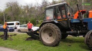 В Самаре на улице Гагарина высадили березы