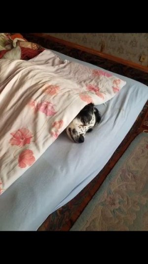 Охранник...))) #собака #como #животныешляйх #юмор #like #смехпродлеваетжизнь #puppy #like4like