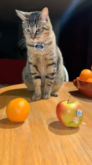 Любопытные котики😊