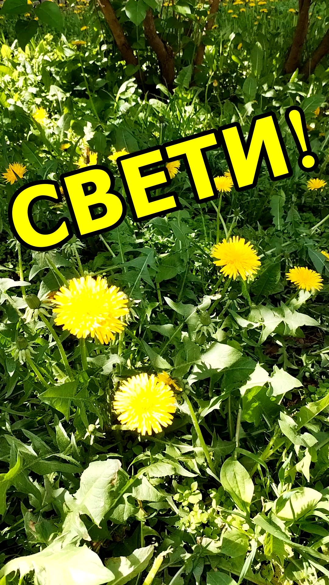 СВЕТИ🌞