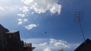 Николаевские голуби Молодой 19.05.26 г