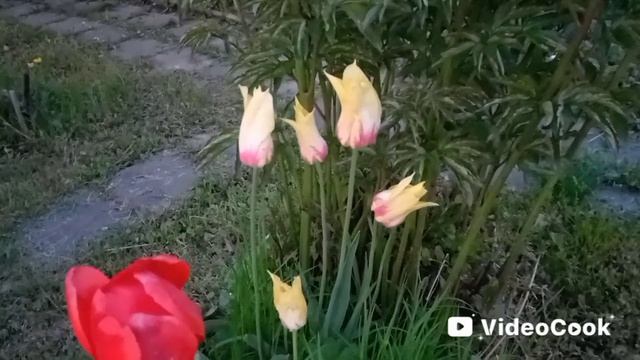 Красивые тюльпаны на даче.